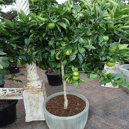 1-2 Ft. Tree - Key Lime Tree - Advanced Trees Produce Citrus Fast, Outdoor Plant